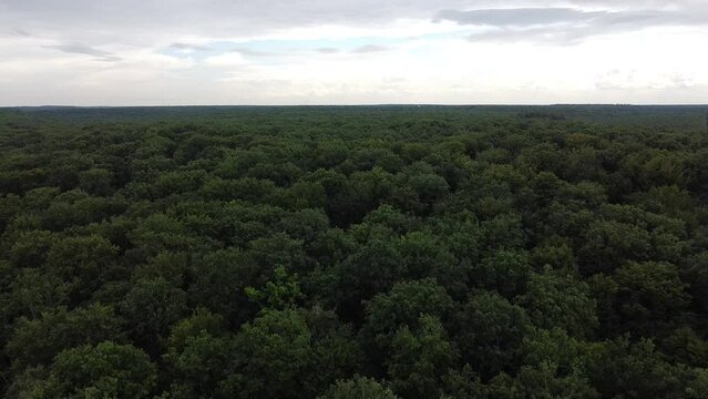 vol a&eacute;rien en drone au milieu d'une foret bois&eacute;e et verte au milieu de l'&eacute;t&eacute;.