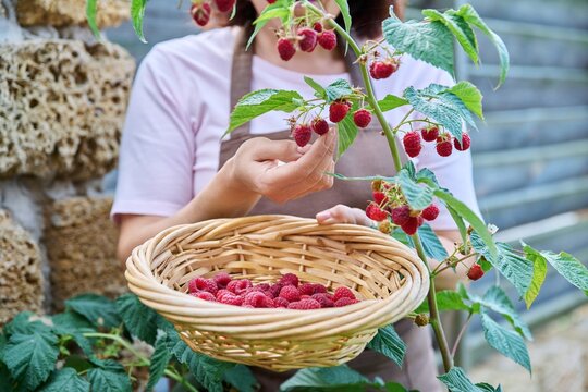 Close-up of woman hands harvesting ripe raspberries in garden