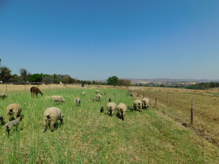 A herd of sheep grazing in a green pasture under a blue sky on a sunny winter's day in Africas