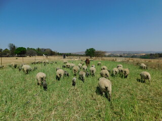 A herd of sheep grazing in a green pasture under a blue sky on a sunny winter's day in Africas