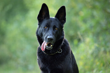 black german shepherd in nature