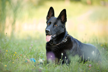 black german shepherd in nature
