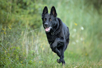 black german shepherd in nature