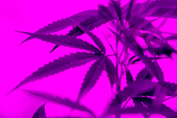 Cannabis plant leaves on dark color background