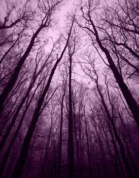 Dark Creepy Forest. Leafless Winter Trees. Halloween Woods. View From Below In To The Leafless Tree Crowns. Winter Landscape Without People. Black Trees On A Violet Background From Worm's Eye View. 