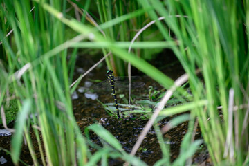 オニヤンマの産卵　卵付き