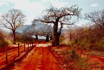 Fototapeta na wymiar Wunderschöne Aufnahme in Tsavo West in Kenia Afrika