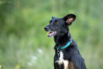 cute black mixed dog in nature