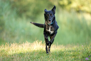 cute black mixed dog in nature