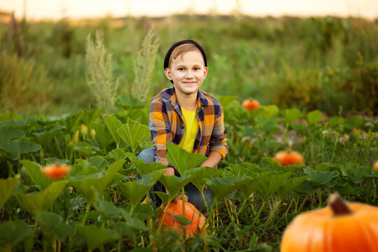 Cute young kid boy child picking fresh organic pumpkins in a garden or farm, harvesting vegetables. Agriculture, local business and healthy food concept.