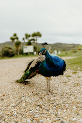 Colorful peacock posing in garden, shot in New Zealand
