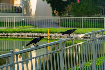 Two ravens on a fence