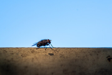 closeup of a fly against a blue sky