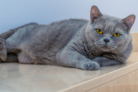 Gato British Shorthair estirado en escalera del hogar con mirada desconfiante