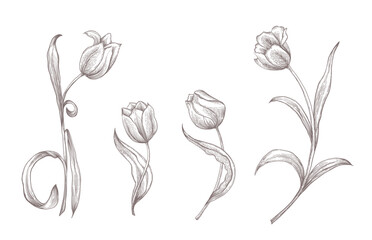 Hand drawn isolated tulips on white background. Floral vector illustration for design greetings cards. - 529800186