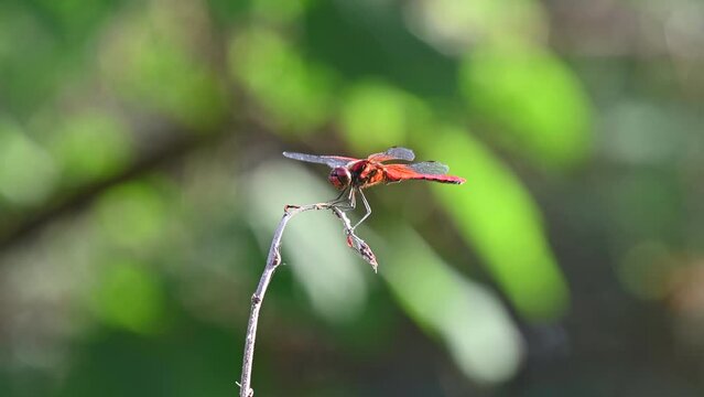 Dragonfly Akia kanae ball blur in japan