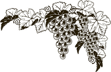 Grapes vintage style design