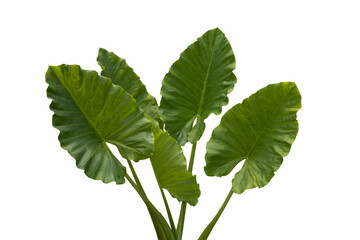 taro leaves isolated background