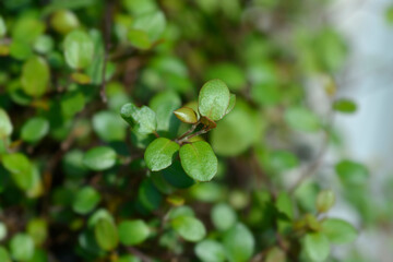 Necklace vine Golden Girl