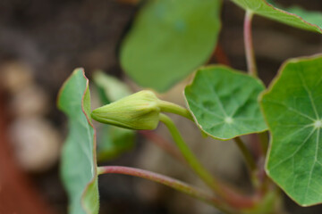 Garden nasturtium