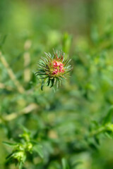 New England aster Andenken an Alma Potschke