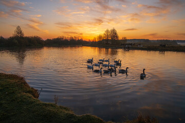 Birds on the lake