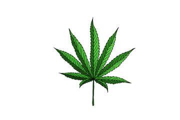cannabis leaves hand drawn illustration design
