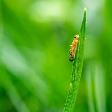 Closeup shot of a dung fly (Scathophagidae) on grass