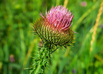 wild thistle grows on the field. wild flowers and wildlife concept