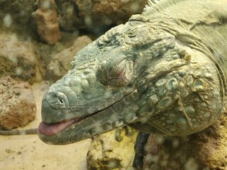 Reptile Jaw Organism Scaled reptile Terrestrial animal Alligator