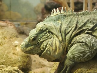 Head Eye Iguania Reptile Lizard Organism