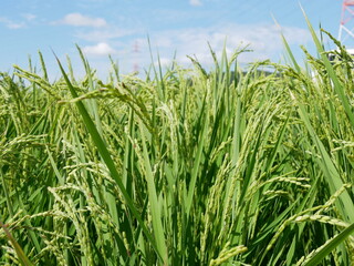 稲穂　ear of rice
