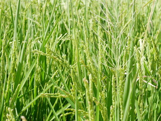 稲穂　ear of rice