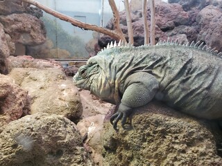 Iguania Reptile Lizard Scaled reptile Terrestrial animal Terrestrial plant