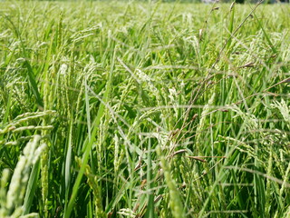 稲穂　ear of rice
