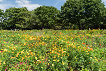 ハーブガーデン