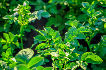 potato bushes grow on a potato farm. potato cultivation concept. green potato leaves background