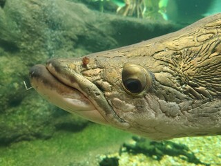 Water Reptile Arapaima Underwater Scaled reptile Marine biology