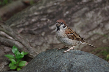 東京赤坂にある氷川神社の境内のスズメ
