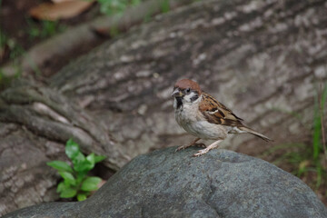 東京赤坂にある氷川神社の境内のスズメ