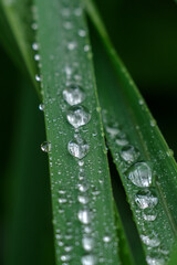 雨上がりに葉っぱにしずくが付いている