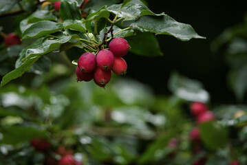 RED FRUIT - A colorful end of summer in the spa garden wet with rain
