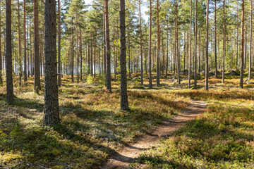 Pine tree forest landscape in autumn. Forest therapy and stress relief.