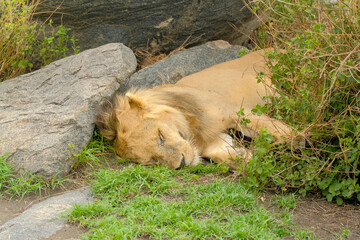 The lion lies on the grass in the meadow in the wild savannah and sleeps sweetly during the afternoon rest