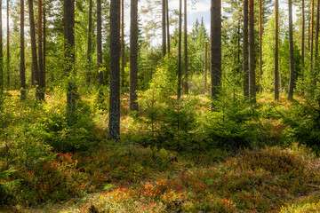 Pine tree forest landscape in autumn. Forest therapy and stress relief.