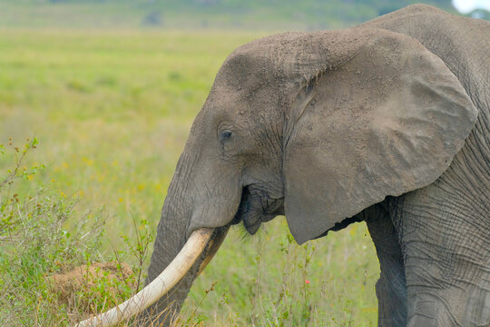 "Happy Elephant" Images – Browse 654 Stock Photos, Vectors, and Video ...