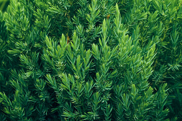 Young green shoots of juniper branches in dark green tones. Plant background.