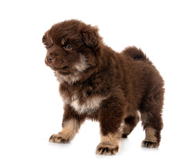 puppy Finnish Lapphund in studio