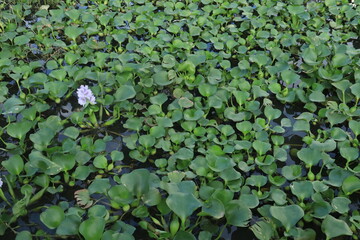 Water Hyacinth cover a pond 