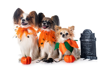 papillon dogs, chihuahua and halloween